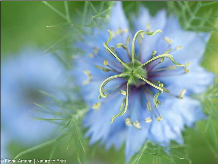 Blaue Nigella mit einem markanten Kranz aus Staubgefäßen,