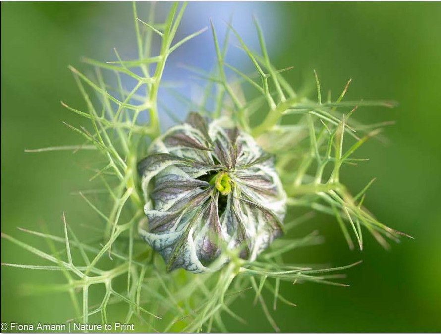 Jungfer im Grünen, verschlossene Knospe im Blätterkranz