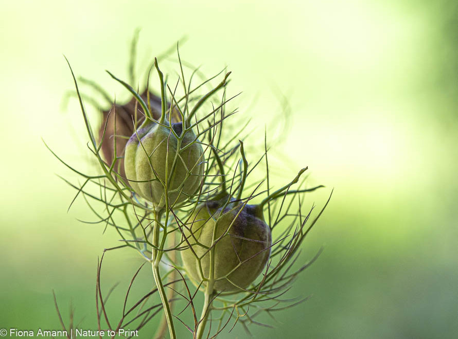 Samenkapseln der Nigella rascheln sobald Samen reif sind