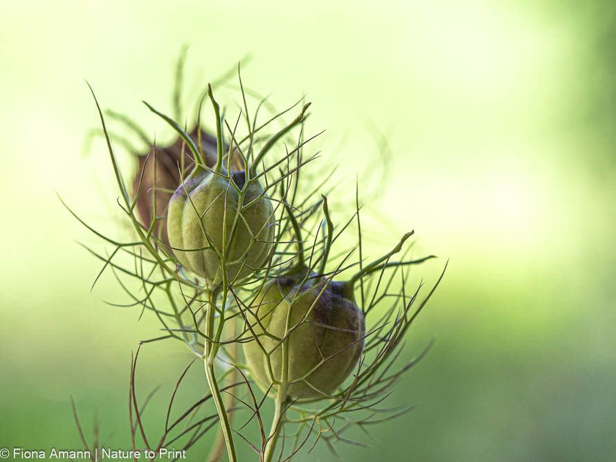 Jungfer im Grünen, Nigella damascena, Samenkapseln rascheln und öffnen sich sobald der Samen reif ist Samenkapseln der Nigella rascheln sobald Samen reif sind