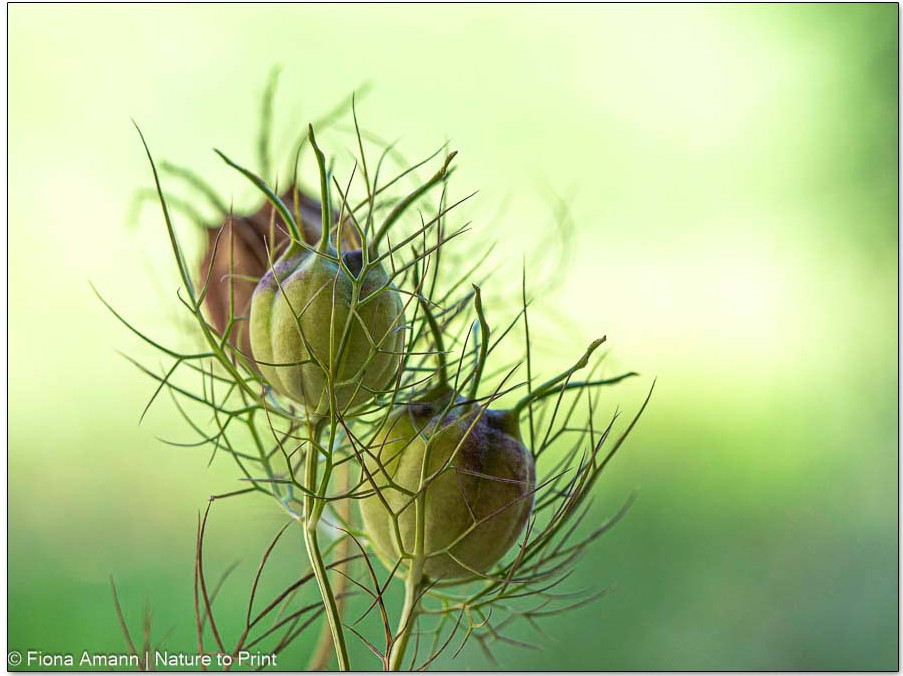 Samenkapseln von Gartenkümmel, Nigella