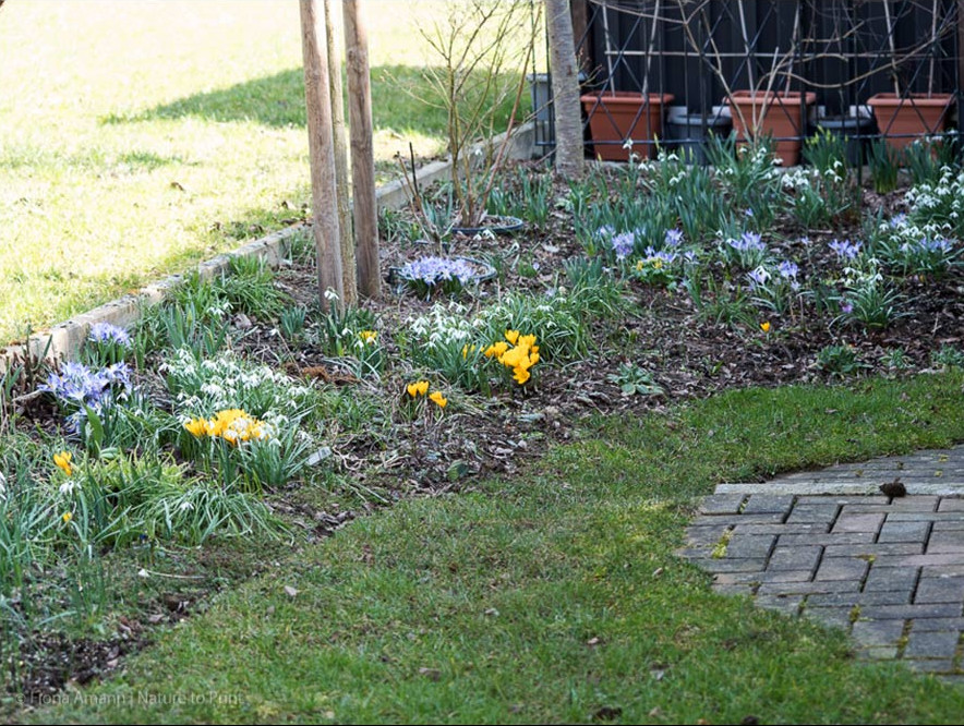 Krokusse und Schneeglöckchen blühen bereits ab März im Schattenbeet