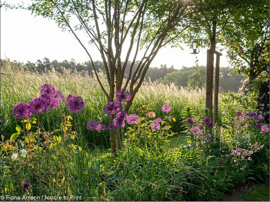 Blumenjahr: Im Mai blühen im Nordbeet Akeleien und Allium.