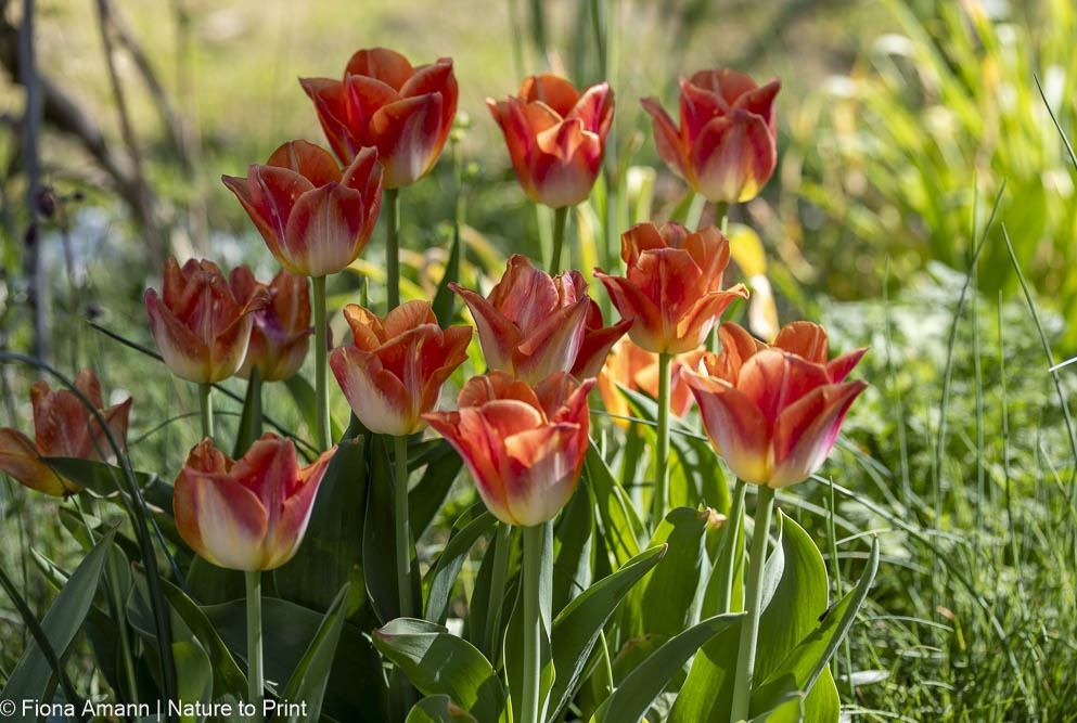 Späte Tulpen im leuchtenden Orange. Perfekt für den Blumengarten