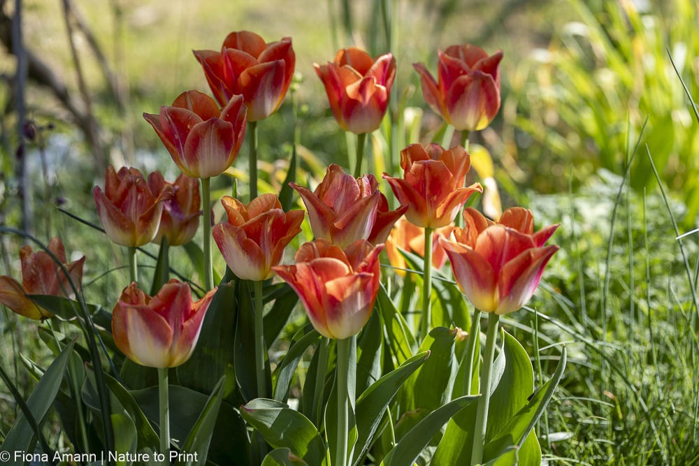 Späte Tulpen im leuchtenden Orange. Perfekte Pflanzzeit für den Blumengarten im Oktober. Späte Tulpen im leuchtenden Orange. Perfekt für den Blumengarten