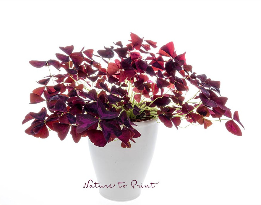 Zimmerpflanze die sich selbst reinigt: Oxalis triangularis