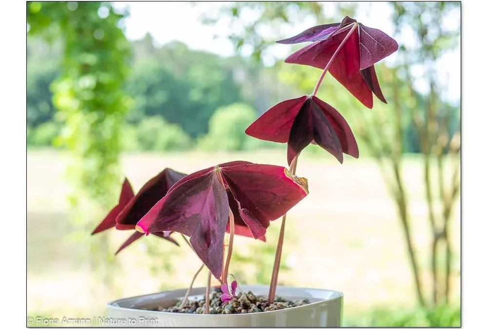 Oxalis vermehren. Super simpel & sicher.