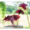 Oxalis vermehren. Super simpel & sicher. 4 Oxalis vermehren, so einfach wie nie
