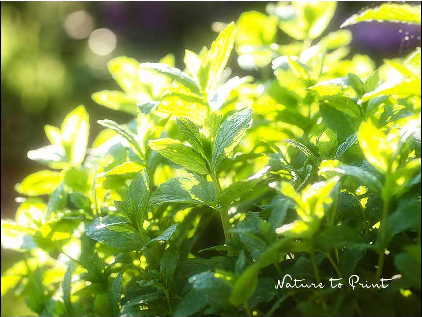 Pfefferminze im Blumentopf, sicher ist sicher.