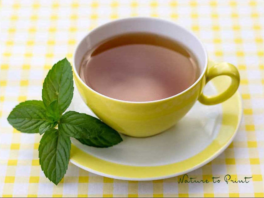 Pfefferminztee anbauen und ernten im eigenen Garten.