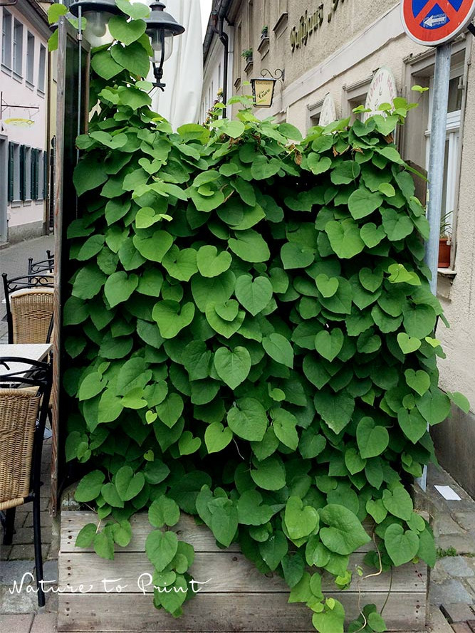 Pfeifenblume im großen Pflanzkübel, Sichtschutz vor einem Lokal