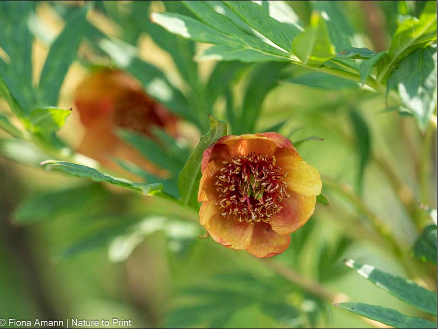 Strauchpfingstrose / Wildart, delavayi var. lutea mit orangen kleinen Blüten