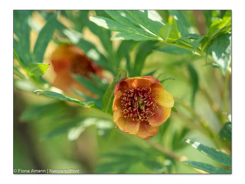 Strauchpfingstrose / Wildart, delavayi var. lutea mit orangen kleinen Blüten