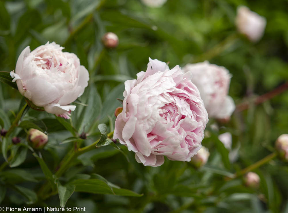 Paeonie Sarah Bernhardt, blüht spät und opulent in den Farben eines Tututs