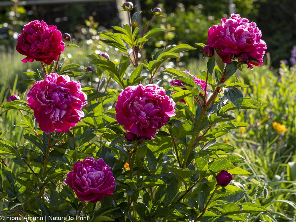 Bauern-Pfingstrose 'Fiona' blüht überreich