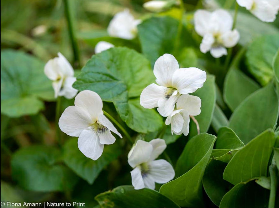 Duftendes Pfingstveilchen unterdrückt Unkraut unter Rosen und Gehölzen