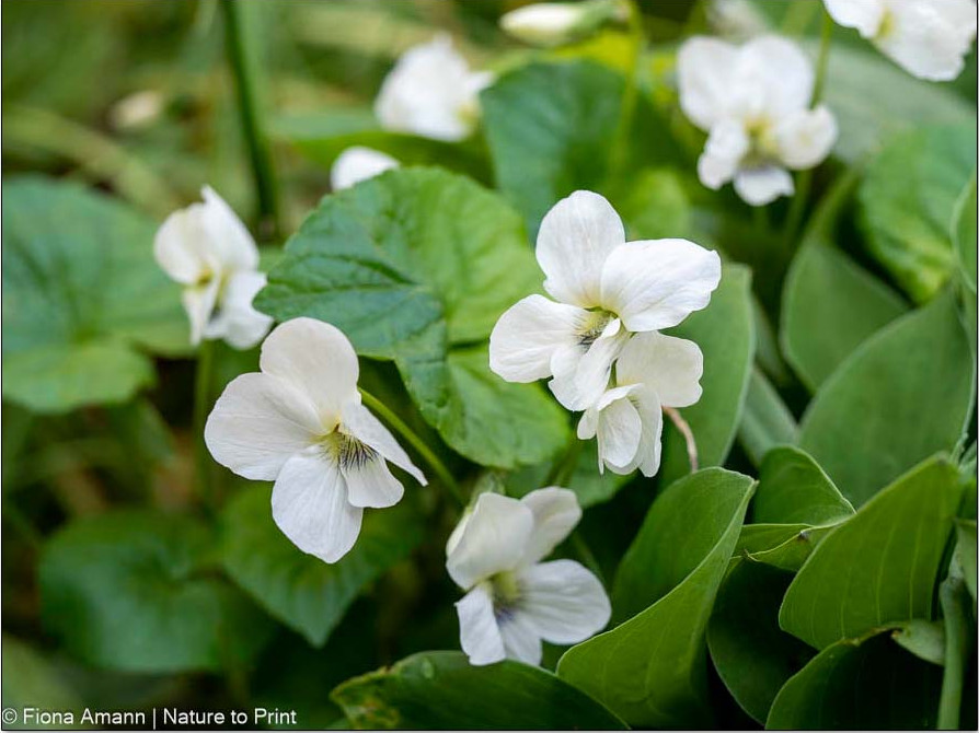 Pfingstveilchen unterdrücken Unkraut und halten das Schattenbeet stets frisch und sauber