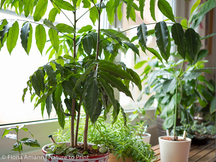 Eine Zimmerkastanie reinigen Sie einfach draußen mittels Blumenspritze mit feiner Düse