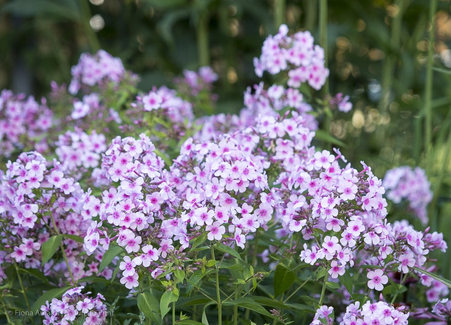 Phlox paniculata 'Kirmesländler' – Hoher Sommer-Phlox