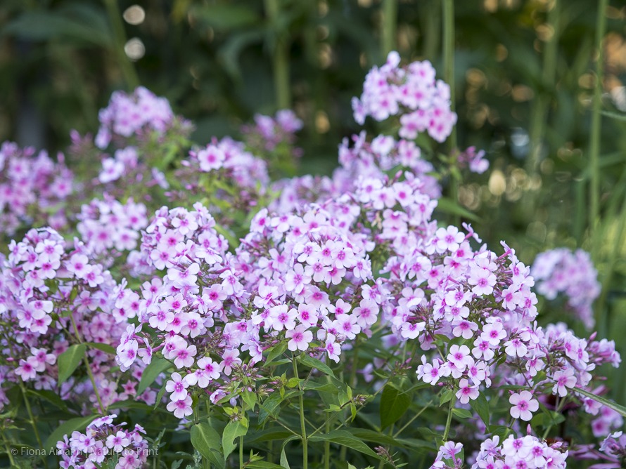 Phlox paniculata 'Kirmesländler' – Hoher Sommer-Phlox