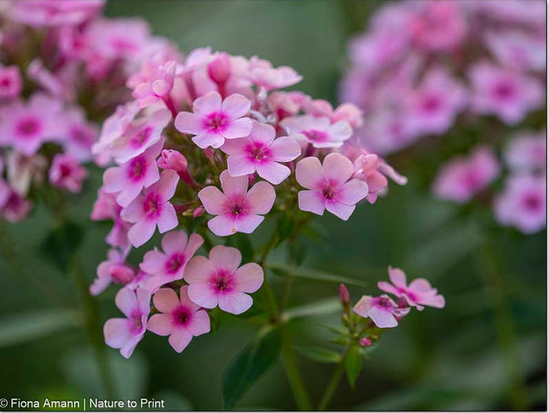 Phlox, Flammenblume, dankbare Sommerstaude, die mit genügend Abstand auch gut zur Madonnenlilie passt.