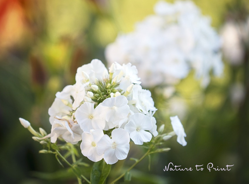 Flammenblume 'David' blüht früh zusammen mit Taglilien im Hintergrund. David ist ein Vagabund und sät sich gerne selber aus.