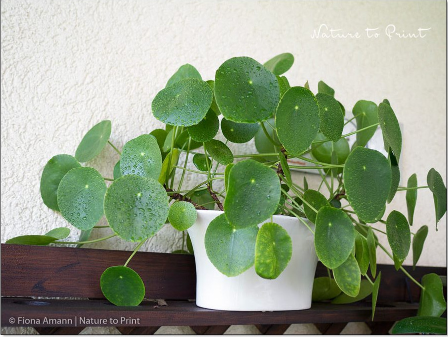 Ufo-Pflanze, Pilea peperomiodes, will wieder ins Haus wenn es nachts kühler als 10 ° C wird