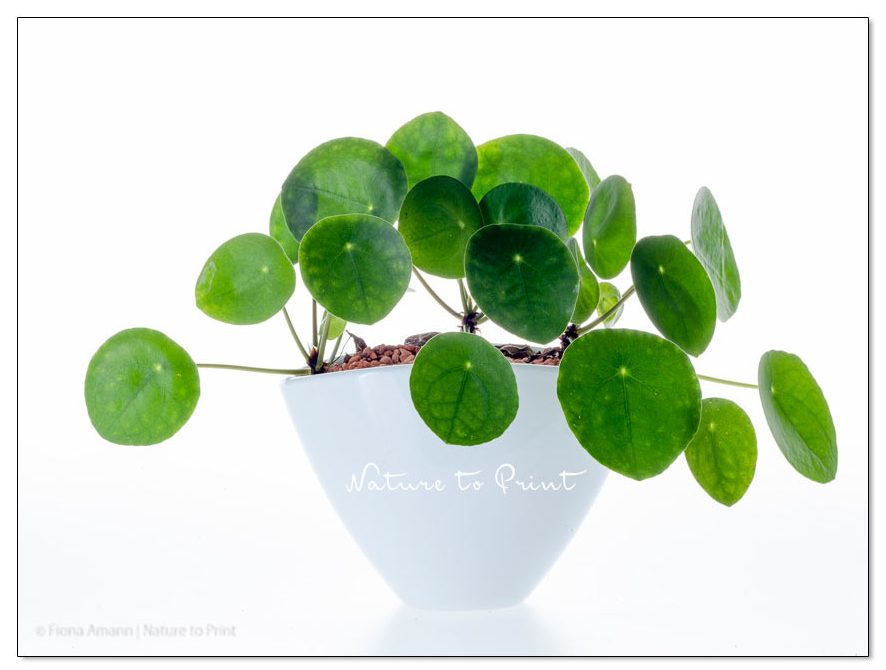 Pilea peperomioides, Ufopflanze oder Bauchnabelpflanze Pilea peperomioides, Ufopflanze oder Bauchnabelpflanze
