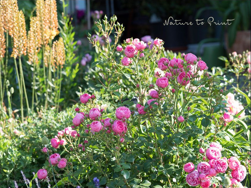 Märchenrose Pomponella vor Steppenkerze Märchenrose Pomponella vor Steppenkerze