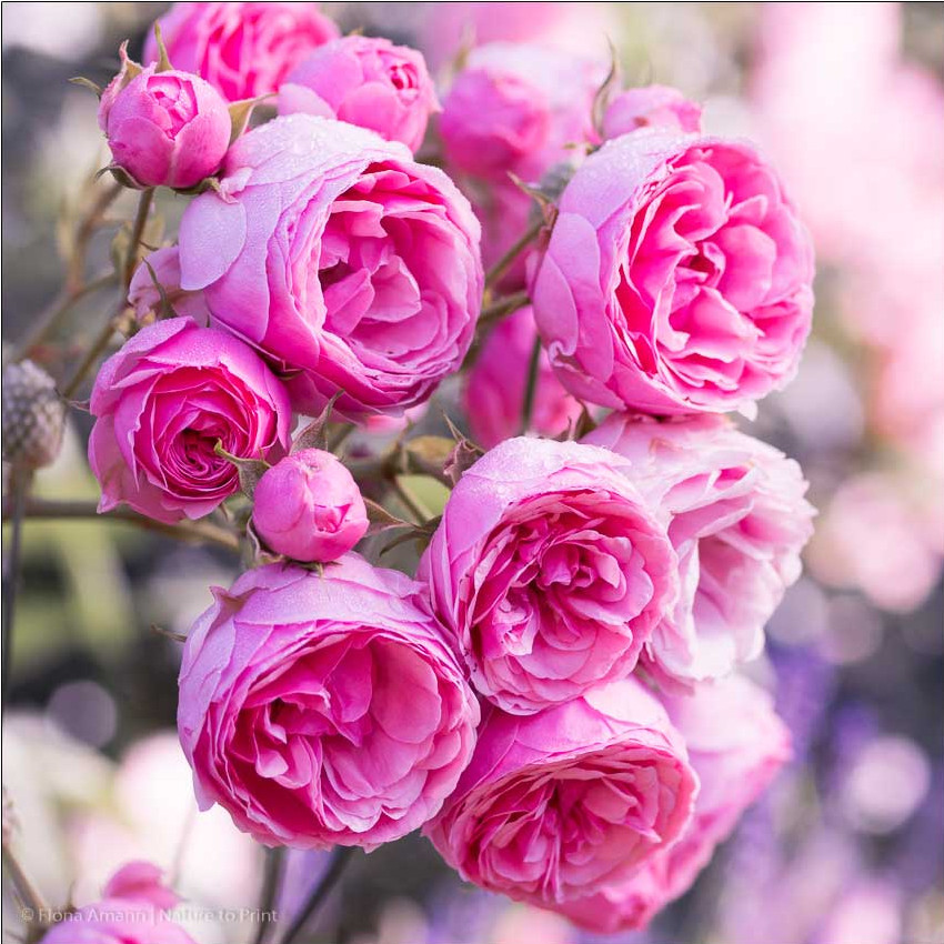 Romantische Märchenrose von Kordes Romantische Märchenrose von Kordes