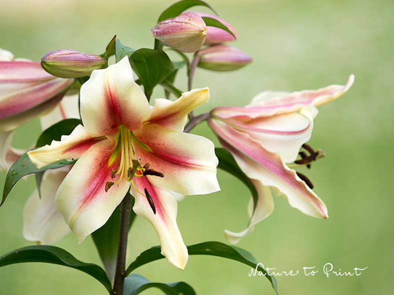 Lilium Scheherazade, hohe Prachtlilie, duftet und ist erstaunlich standfest