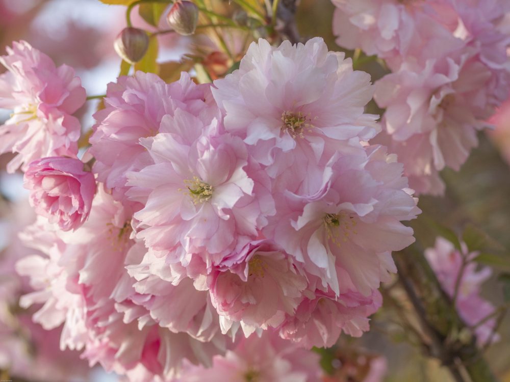 Zierkirsche Kanzan, blüht erst im Mai