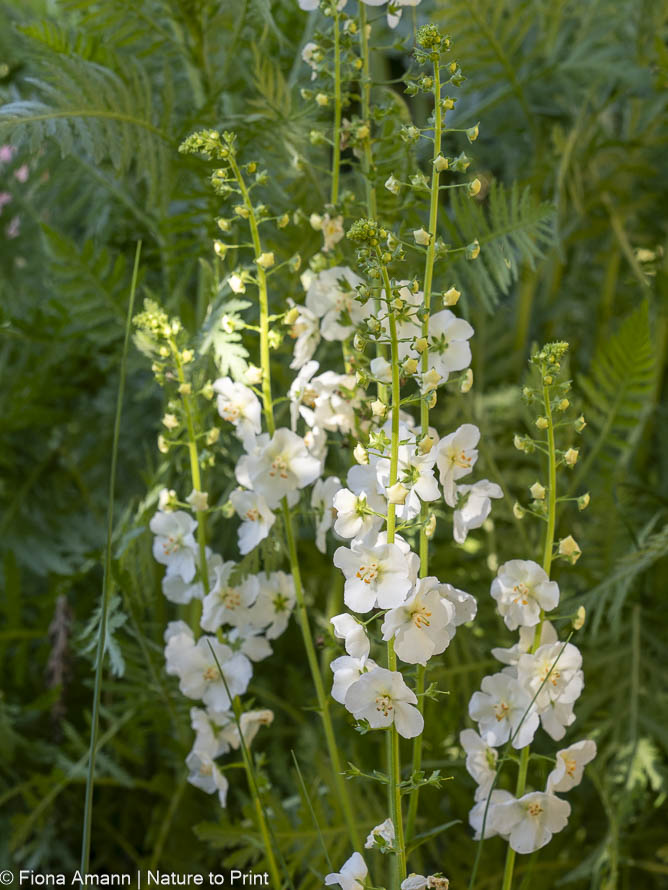 Weiße Purzpur-Königskerze, Staude, weiße hohe Kerzenblüte