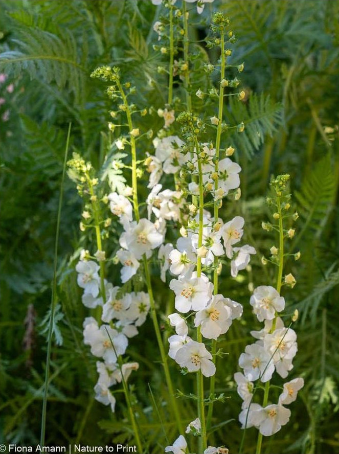 Purpur-Königskerze mit weißen Blüten und mehreren Blütenstielen Purpur-Königskerze mit weißen Blüten und mehreren Blütenstielen