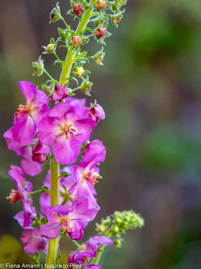 Purpur-Königskerze mit purpurnen Blüten Purpur-Königskerze mit purpurnen Blüten