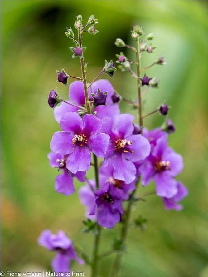 Purpur-Königskerze mit purpurnen Blüten Purpur-Königskerze trägt ab dem 2. oder 3. Standjahr mehrere Blütenstiele