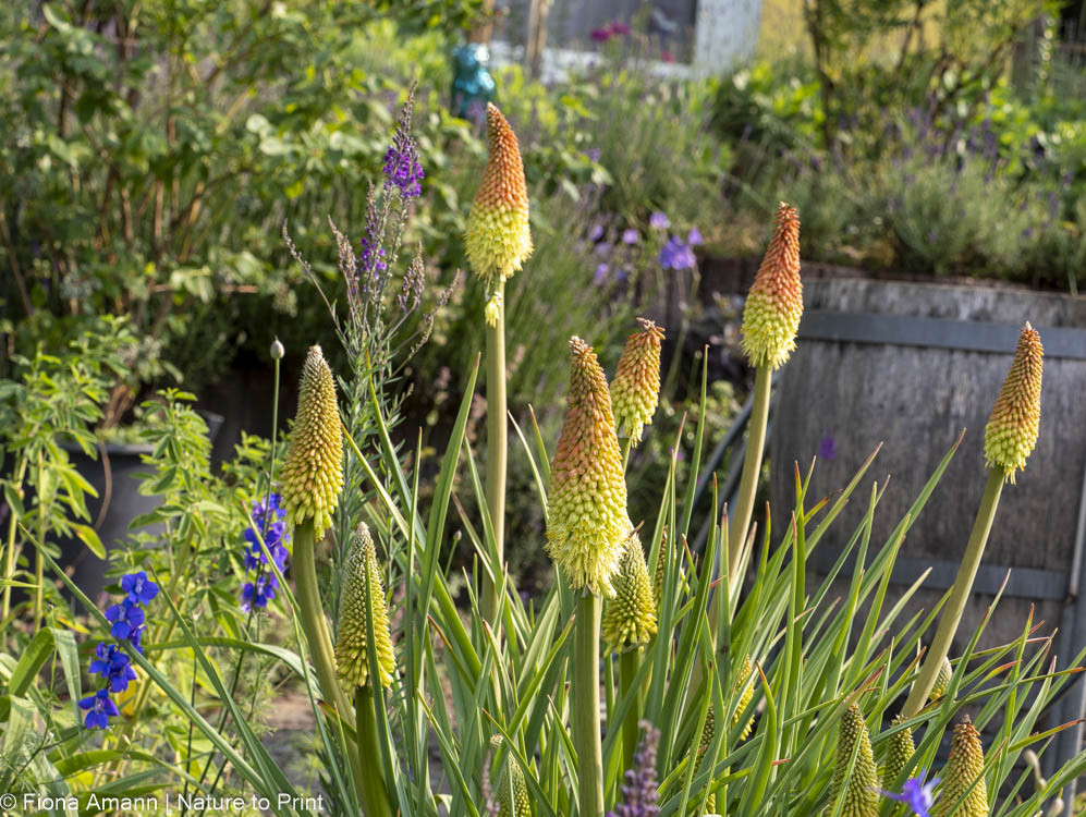 Raketenblume aka Fackellilie im Hangbeet. daneben Einjähriger Rittersporn, Italienisches Leinkraut (Mitte hinten) und Gelbe Indigo-Lupine Raketenblume pflanzen lohnt sich. Die Staude wird mit den Jahren immer imposanter.