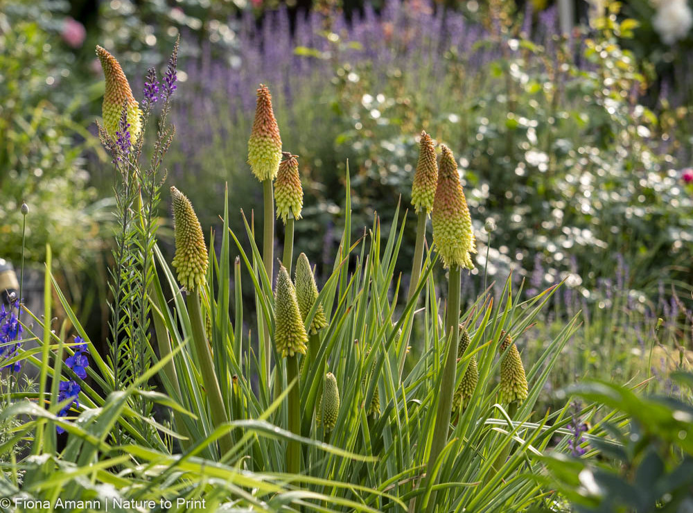 Pflanzzeit für Stauden: Fackellilien blühen früh und brauchen relativ viel Wasser Pflanzzeit für Stauden: Fackellilien blühen früh im Jahr