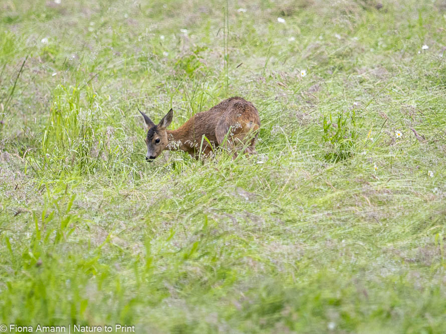 Rehe lieben Rosen und Lilien und fressen alles radikal ab Rehe lieben Rosen und Lilien und fressen alles radikal ab