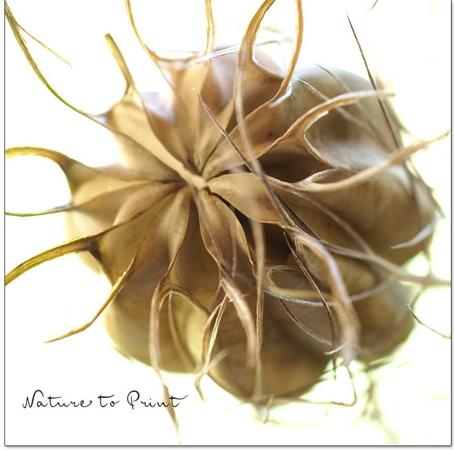 Reife Samenkapsel öffnet sich