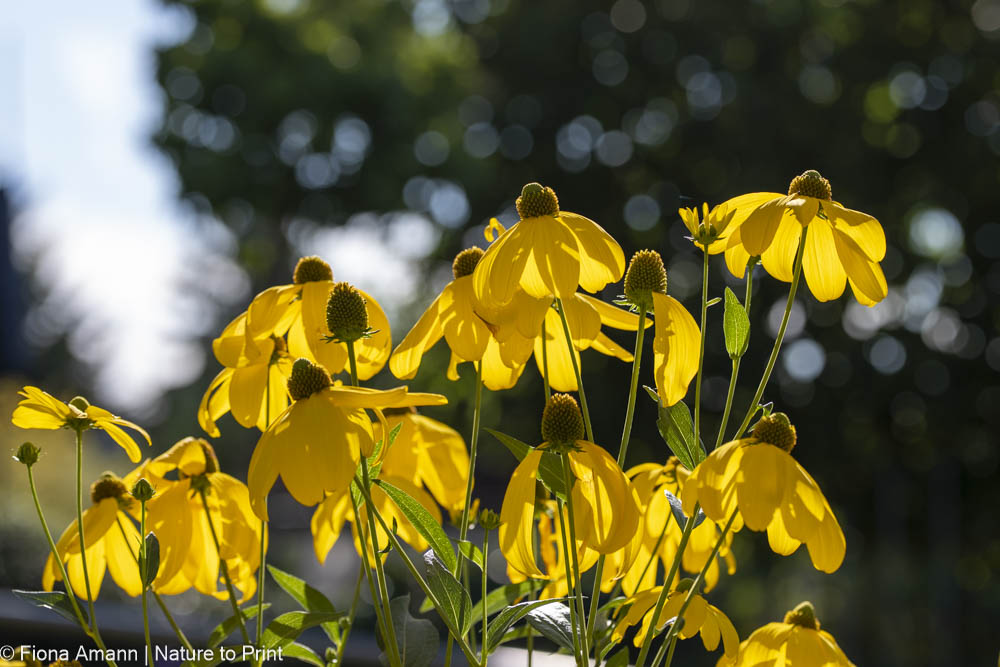 Riesen-Rudbeckia nitida, auch Glänzender Sonnenhut oder Fallschirm-Sonnenhut