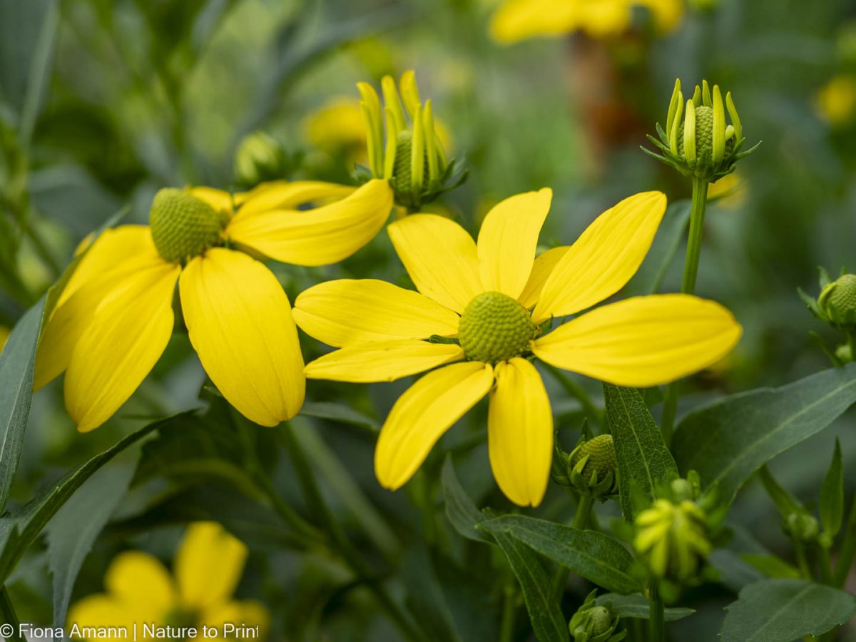Herbstblüher Riesen-Rudbeckia blüht bis November. Die Staude wird mannshoch und ist ein toller Insektenmagnet. Herbstblüher Riesen-Rudbeckia blüht bis November