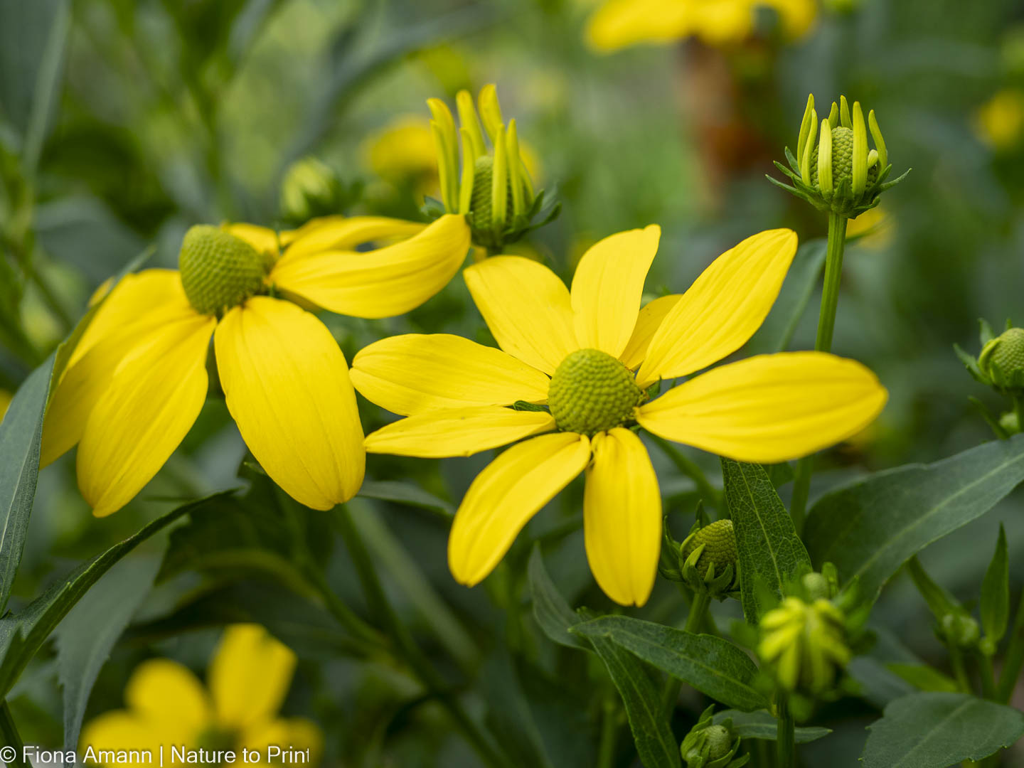 Herbstblüher Riesen-Rudbeckia blüht bis November