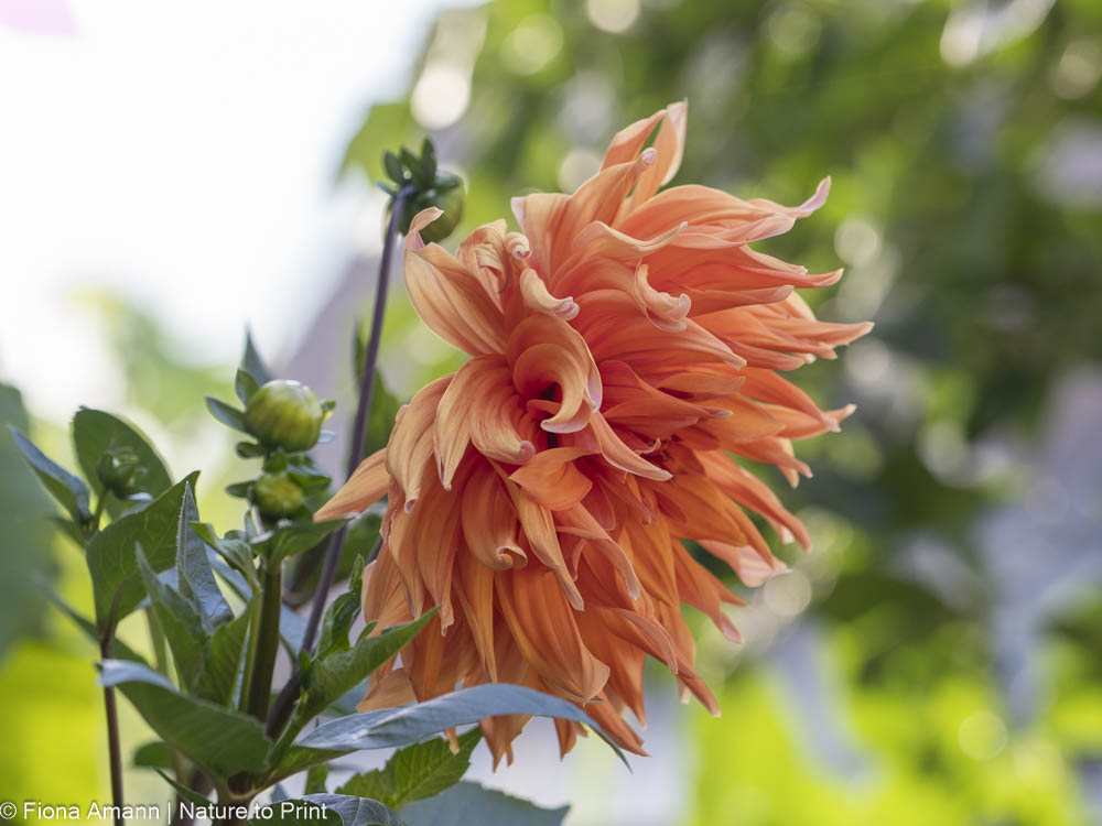 Staudensonnenblumen, leuchtende Sterne im Spätsommer Hohe Dahlie blüht spät, zusammen mit Staudensonnenblumen