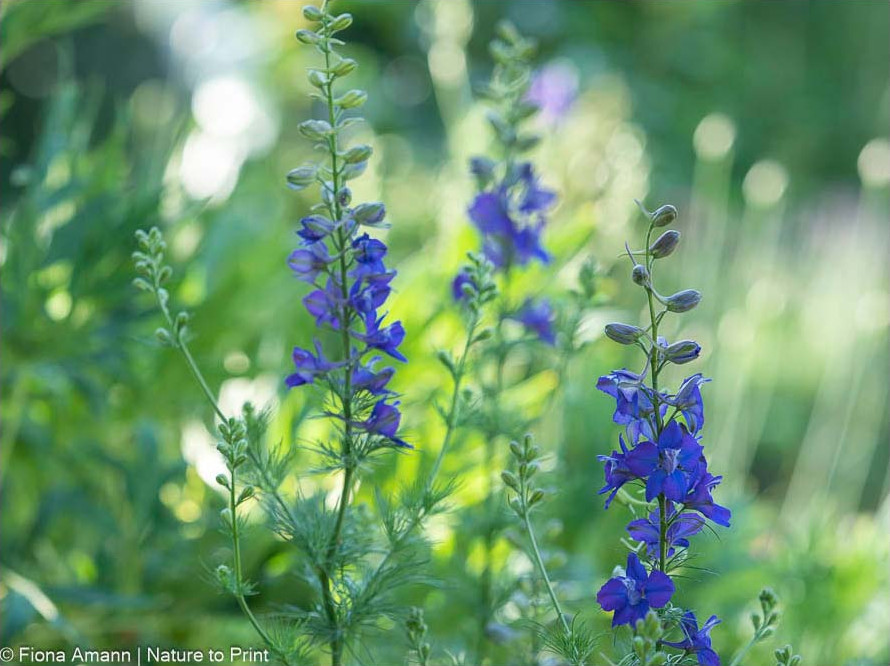 Einjähriger Rittersporn wächst überall zwischen den Stauden Einjähriger Rittersporn wächst im Sonnenbeet zwischen den Stauden