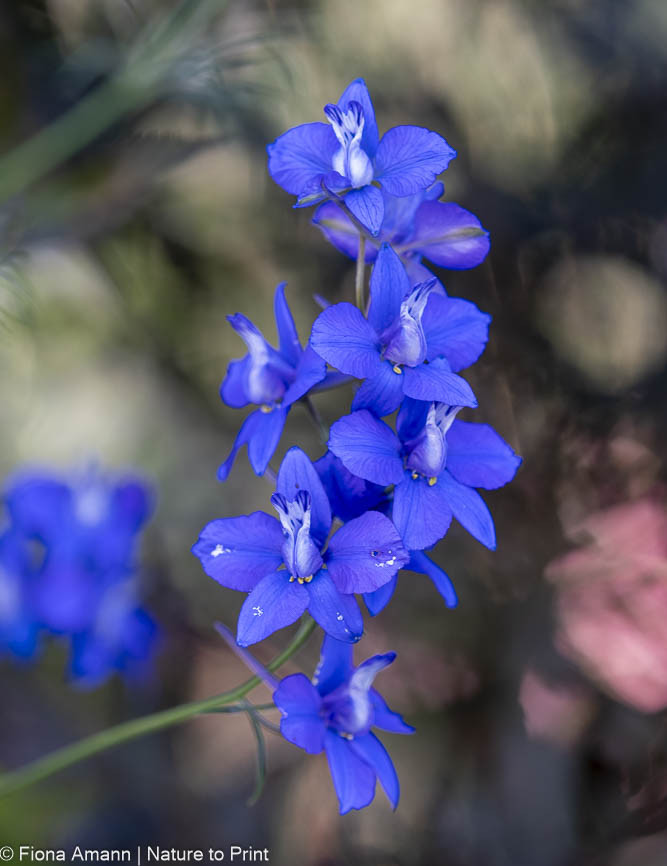 Einjähriger Rittersporn, starker Rosen-Begleiter, der jedes Jahr aufs Neue blüht Einjähriger Rittersporn, starker Rosen-Begleiter, der jedes Jahr aufs Neue blüht