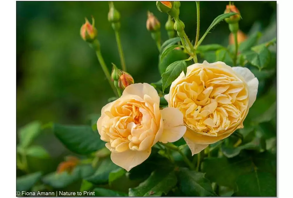 Englische Rose Roald Dahl, meine neue Lieblingsrose für den Halbschatten