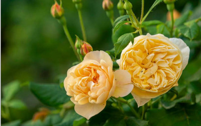 Englische Rose Roald Dahl, meine neue Lieblingsrose für den Halbschatten