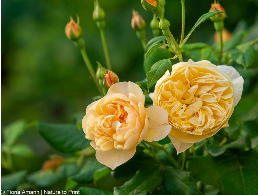 Englische Rose Roald Dahl mit duftenden Blüten in Aprikot Englische Rose Roald Dahl mit duftenden Blüten in Aprikot