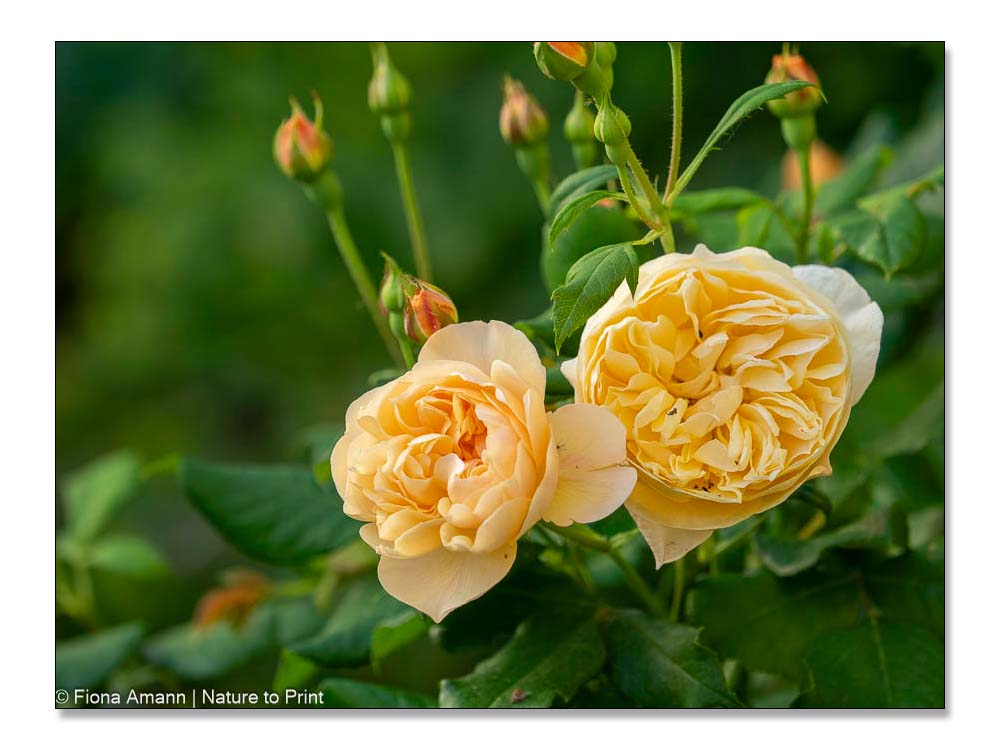Englische Rose Roald Dahl mit duftenden Blüten in Aprikot